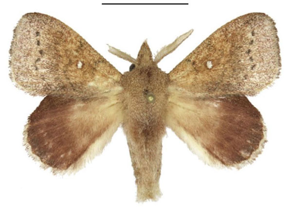 /filer/webapps/moths/media/images/A/acharis_Leipoxais_AM_ANHRT_02.jpg