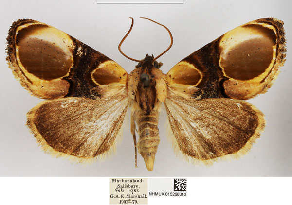 /filer/webapps/moths/media/images/A/achatina_Acontia_AF_NHMUK.jpg