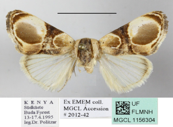 /filer/webapps/moths/media/images/A/achatina_Acontia_A_MGCLa_01.JPG