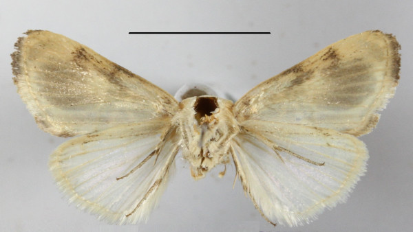 /filer/webapps/moths/media/images/A/achatina_Acontia_A_MGCLb_01.JPG