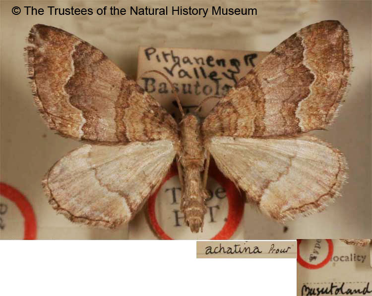 /filer/webapps/moths/media/images/A/achatina_Epirrhoe_HT_BMNH.jpg