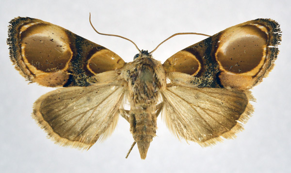 /filer/webapps/moths/media/images/A/achatina_Thyatirina_AF_NHMO.jpg