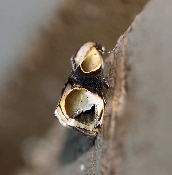 /filer/webapps/moths/media/images/A/achatina_Thyatirina_A_Voaden.jpg