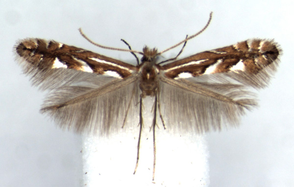 /filer/webapps/moths/media/images/A/achilleus_Phyllonorycter_HT_RMCA.jpg