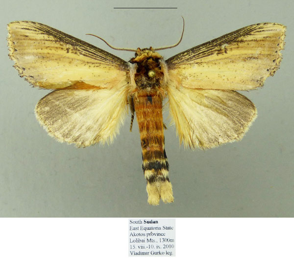 /filer/webapps/moths/media/images/A/acholi_Antheua_AM_MfN.jpg