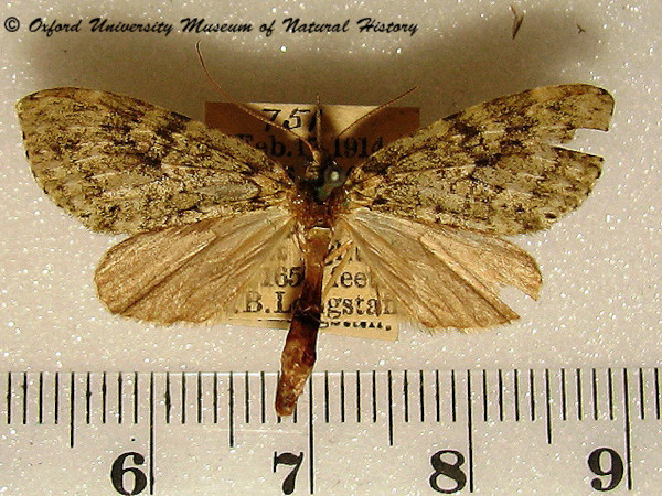 /filer/webapps/moths/media/images/A/achroa_Protosteira_A_OUMNH.jpg