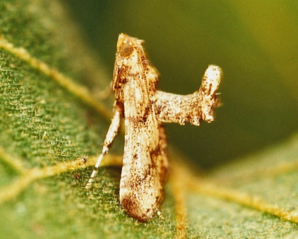 /filer/webapps/moths/media/images/A/achromalis_Stemmatophora_A_Roland.jpg
