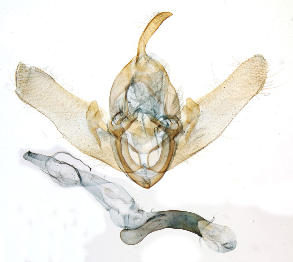 /filer/webapps/moths/media/images/A/achrorophilus_Eucladodes_GMHT_MNHN_8238.jpg