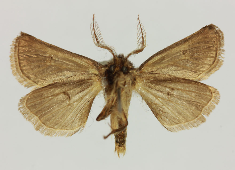 /filer/webapps/moths/media/images/A/achrorophilus_Eucladodes_HT_MNHNb.jpg