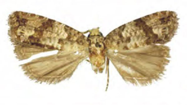/filer/webapps/moths/media/images/A/achrosta_Charitostega_HT_RMCA.jpg