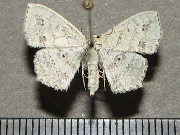 /filer/webapps/moths/media/images/A/acidalia_Scopula_A_Goff.jpg