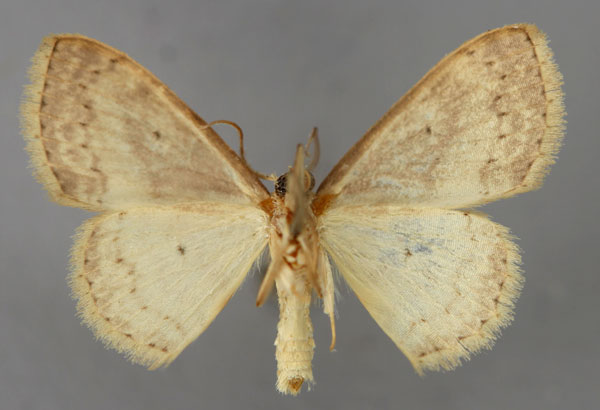 /filer/webapps/moths/media/images/A/acidalia_Scopula_A_ZSM_02.jpg