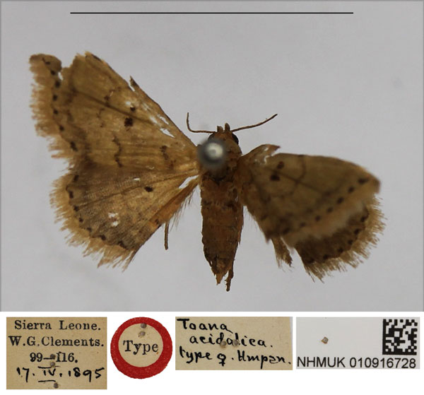 /filer/webapps/moths/media/images/A/acidalica_Toana_HT_NHMUK.jpg