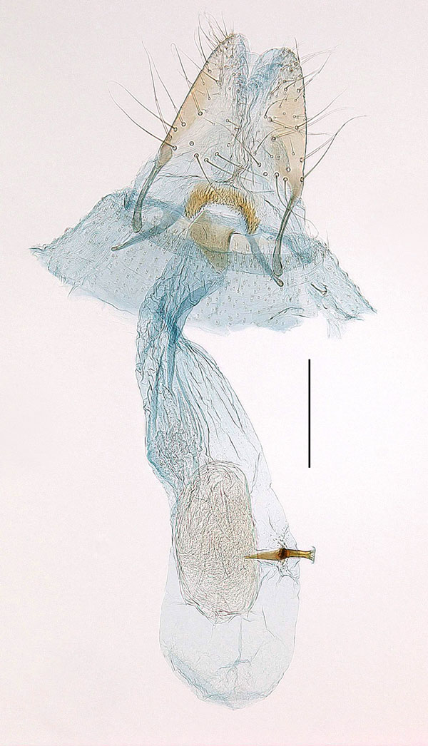 /filer/webapps/moths/media/images/A/acinacella_Urodeta_GF_RMCA.jpg