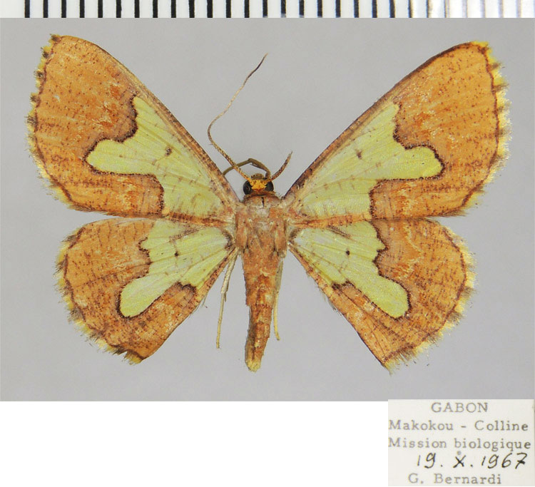 /filer/webapps/moths/media/images/A/aclys_Zamarada_AF_ZSM.jpg