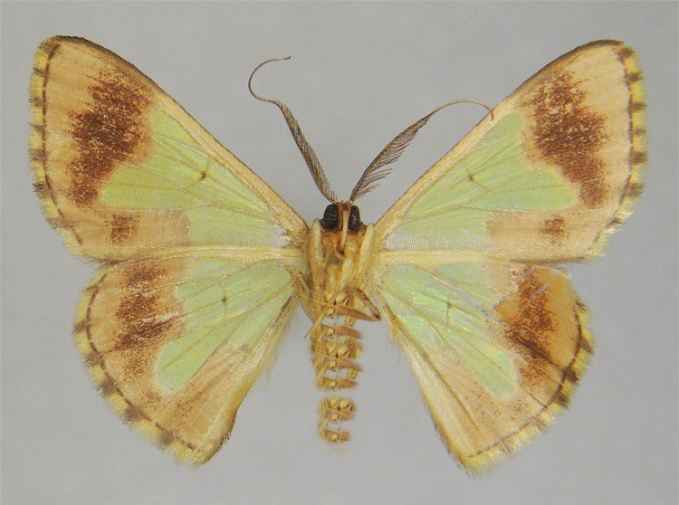 /filer/webapps/moths/media/images/A/aclys_Zamarada_HT_ZSMb.jpg