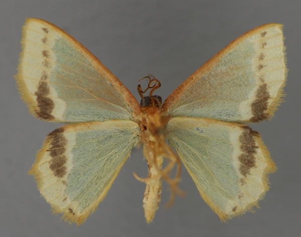 /filer/webapps/moths/media/images/A/acoelopa_Bathycolopdes_A_ZSM_02.jpg