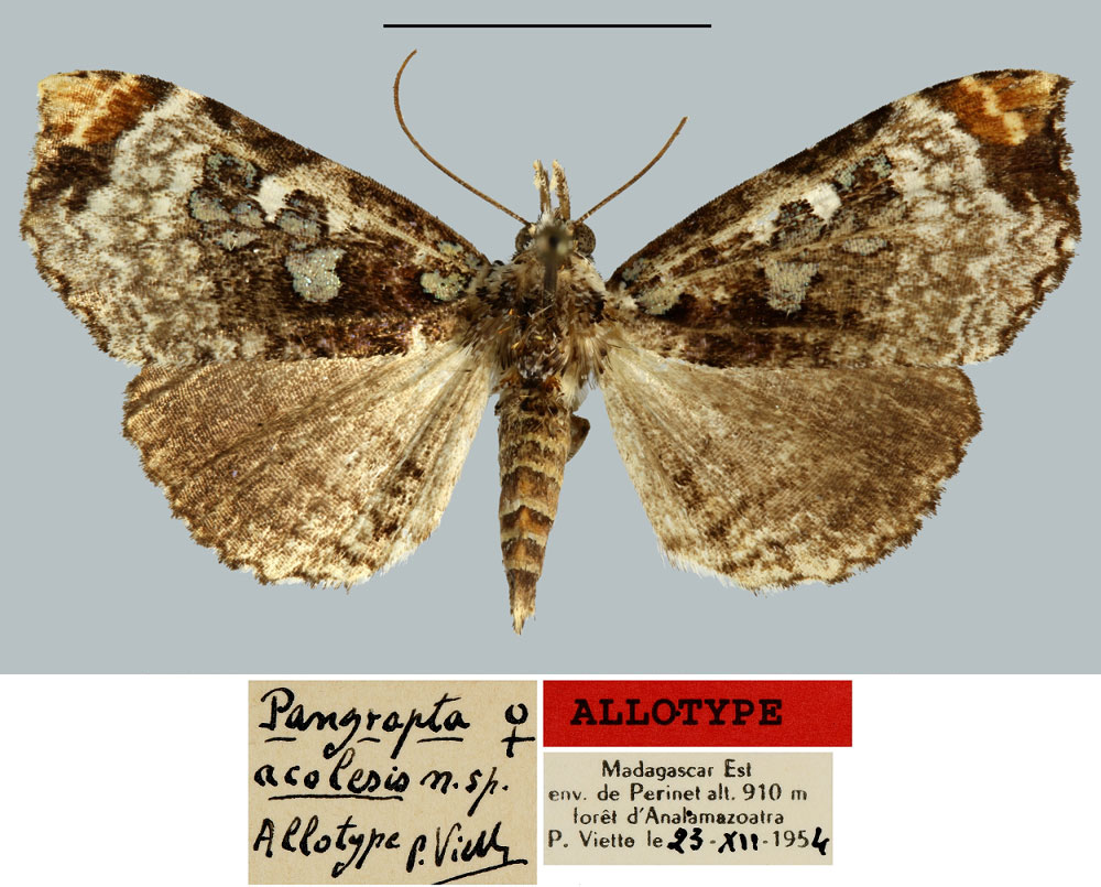 /filer/webapps/moths/media/images/A/acolesis_Pangrapta_AT_MNHN.jpg