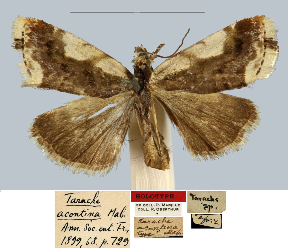 /filer/webapps/moths/media/images/A/acontina_Tarache_HT_MNHN.jpg