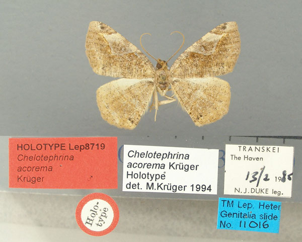 /filer/webapps/moths/media/images/A/acorema_Chelotephrina_HT_TMSA.jpg