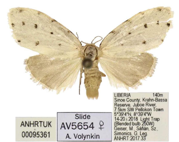/filer/webapps/moths/media/images/A/acornuta_Siccia_PTF_ANHRT.jpg