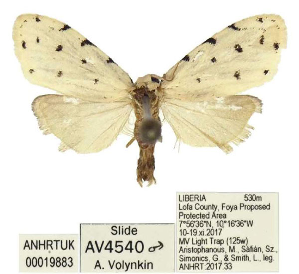/filer/webapps/moths/media/images/A/acornuta_Siccia_PTM_ANHRT.jpg