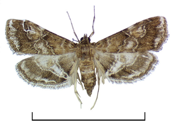 /filer/webapps/moths/media/images/A/acornutus_Elophila_A_Agassiz.jpg