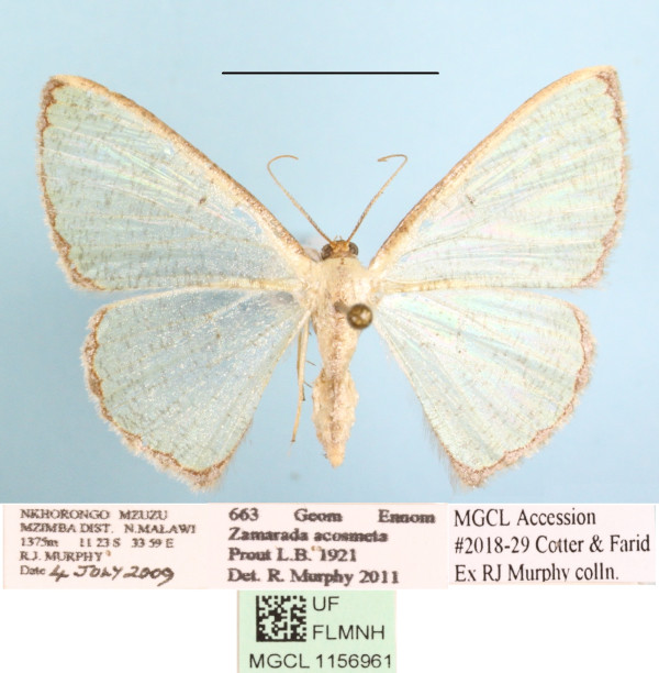/filer/webapps/moths/media/images/A/acosmeta_Zamarada_AF_MGCLa_01.JPG