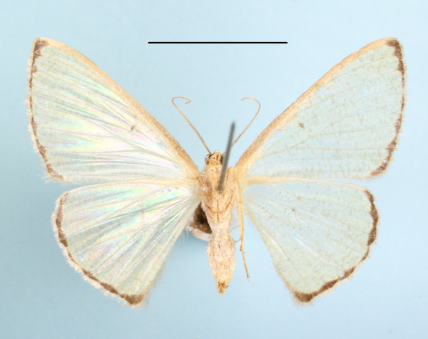 /filer/webapps/moths/media/images/A/acosmeta_Zamarada_AF_MGCLb_01.JPG