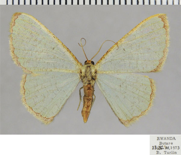 /filer/webapps/moths/media/images/A/acosmeta_Zamarada_AF_ZSM.jpg