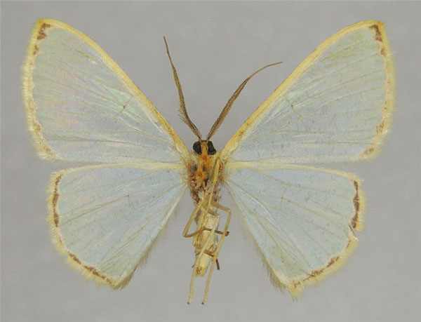 /filer/webapps/moths/media/images/A/acosmeta_Zamarada_AM_ZSMb.jpg