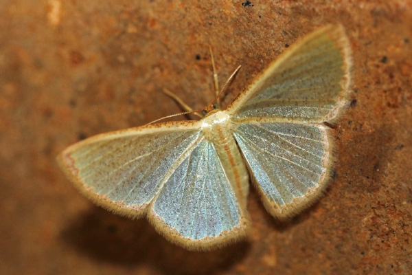 /filer/webapps/moths/media/images/A/acosmeta_Zamarada_A_Voaden.jpg