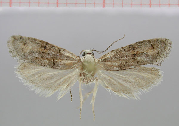 /filer/webapps/moths/media/images/A/acosmetos_Pseudurgis_HT_TMSA.jpg