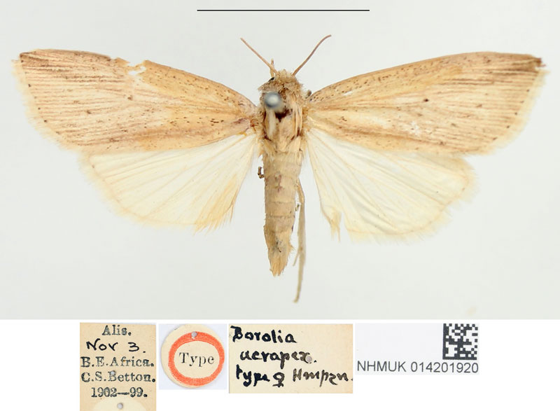 /filer/webapps/moths/media/images/A/acrapex_Borolia_HT_BMNH.jpg