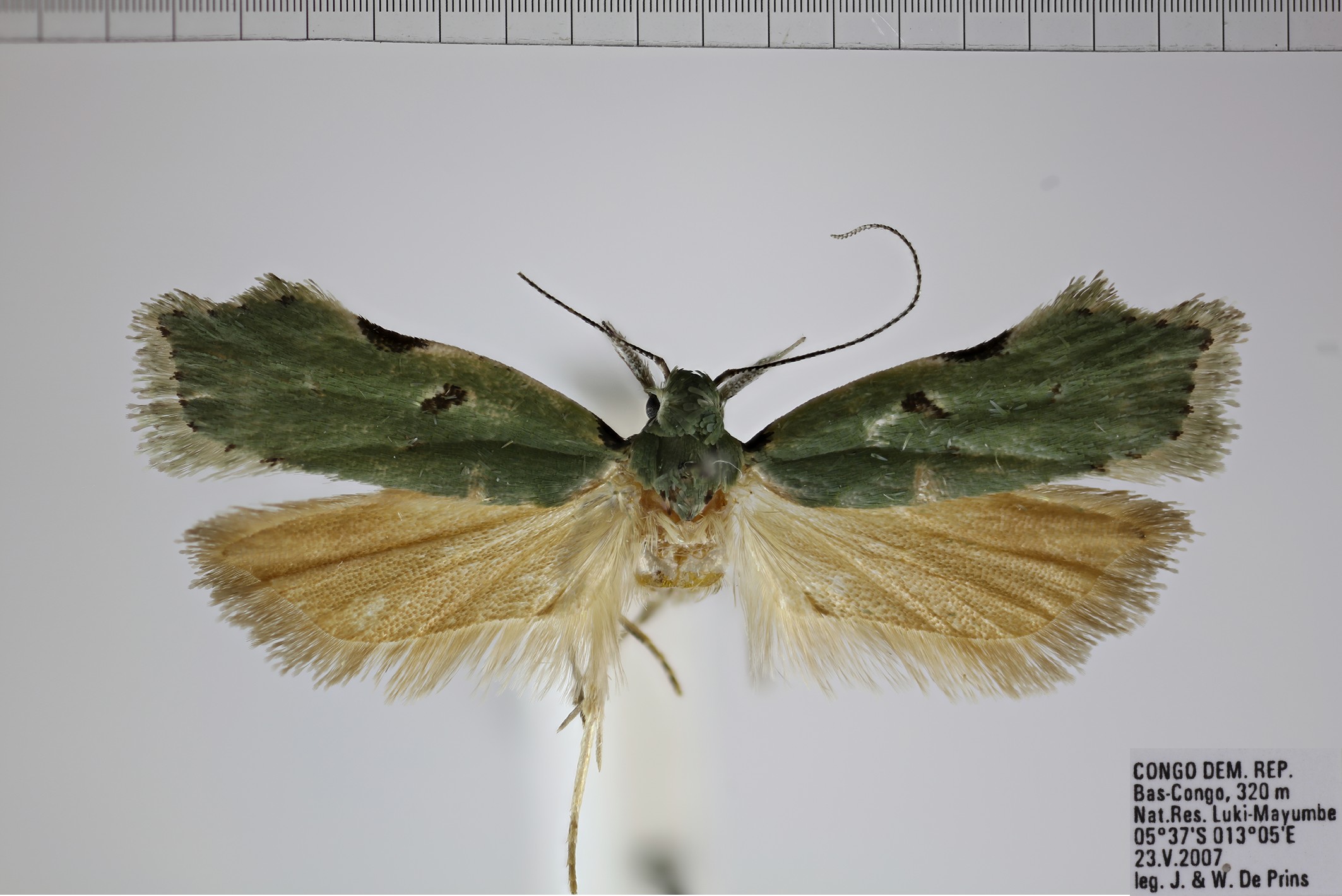 /filer/webapps/moths/media/images/A/acratopa_Dichomeris_AM_NHMUK.jpg
