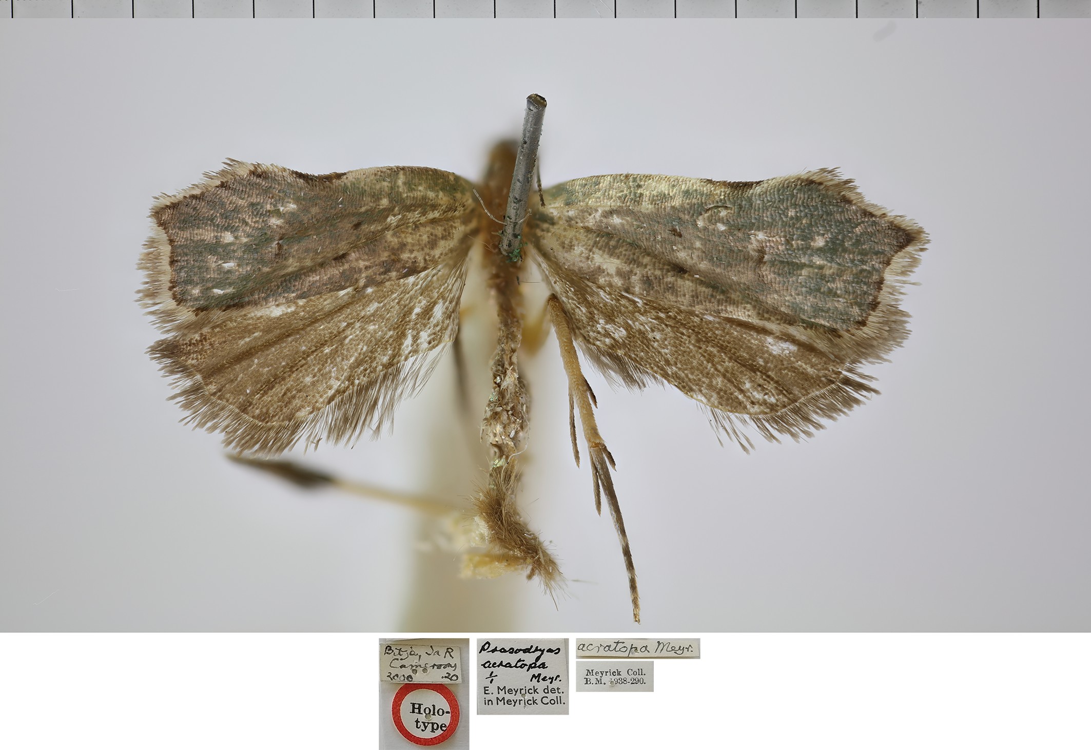 /filer/webapps/moths/media/images/A/acratopa_Prasodryas_HMT_NHMUK.jpg