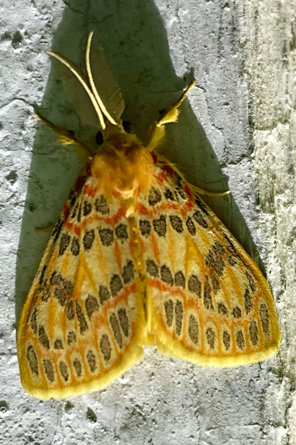 /filer/webapps/moths/media/images/A/acrisia_Euproctoides_AM_Gmeiner.jpg