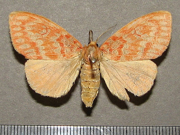 /filer/webapps/moths/media/images/A/acrisia_Euproctoides_A_Goff_01.jpg