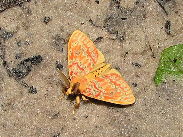 /filer/webapps/moths/media/images/A/acrisia_Euproctoides_A_Goff_02.jpg