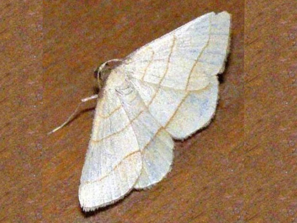 /filer/webapps/moths/media/images/A/acrobelia_Plateoplia_A_Braun.jpg