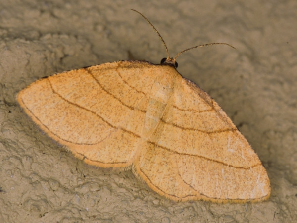 /filer/webapps/moths/media/images/A/acrobelia_Plateoplia_A_Roland.jpg