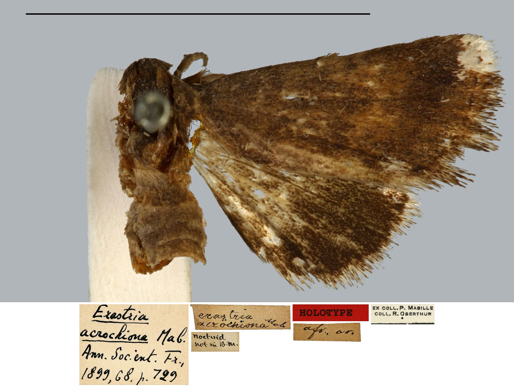 /filer/webapps/moths/media/images/A/acrochiona_Erastria_HT_MNHN.jpg