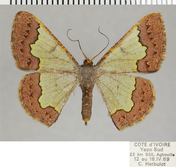 /filer/webapps/moths/media/images/A/acrochra_Zamarada_AF_ZSM.jpg