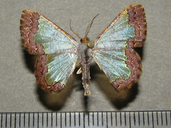 /filer/webapps/moths/media/images/A/acrochra_Zamarada_A_Goff_01.jpg