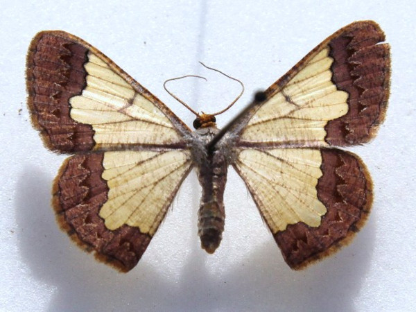 /filer/webapps/moths/media/images/A/acrochra_Zamarada_A_Goff_02.JPG