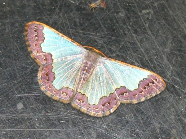 /filer/webapps/moths/media/images/A/acrochra_Zamarada_A_Goff_02.jpg