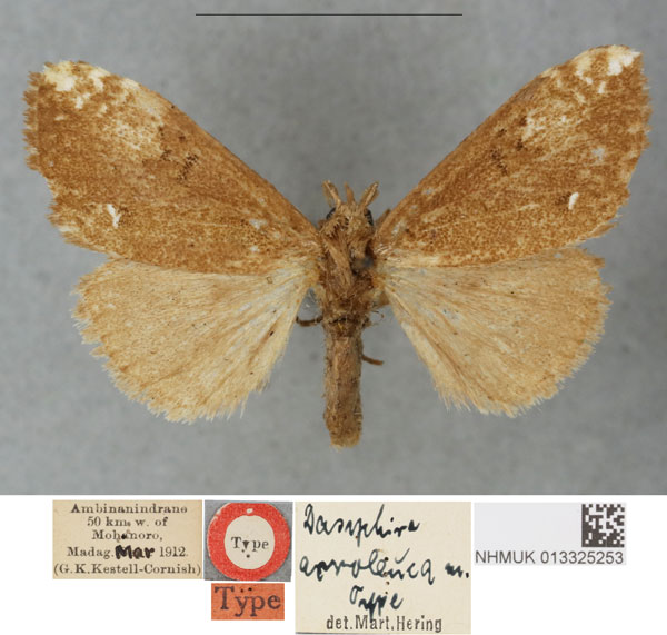 /filer/webapps/moths/media/images/A/acroleuca_Dasychira_HT_BMNHa_eiakA1w.jpg
