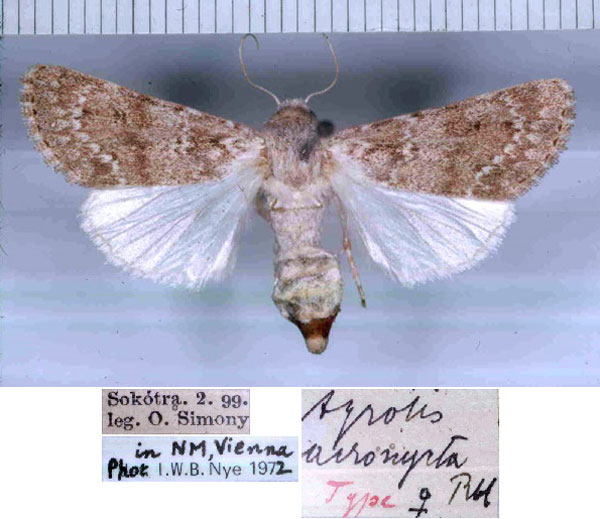 /filer/webapps/moths/media/images/A/acronycta_Agrotis_HT_NHMW.jpg