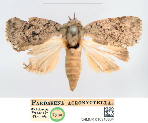 /filer/webapps/moths/media/images/A/acronyctella_Pardasena_HT_NHMUK.jpg