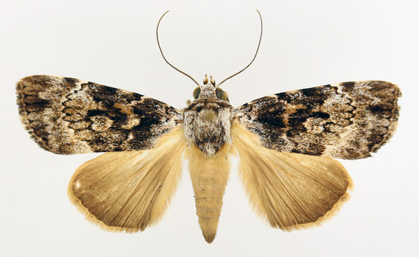 /filer/webapps/moths/media/images/A/acronyctoides_Tachosa_AF_TMSA_01.jpg